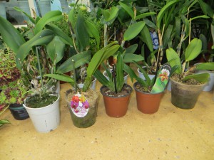 Орхидеи микс