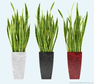 Decorative grass plant in flowerpot. Black, white, and red pot