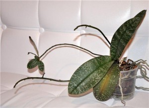razmnozhenie-orhide3
