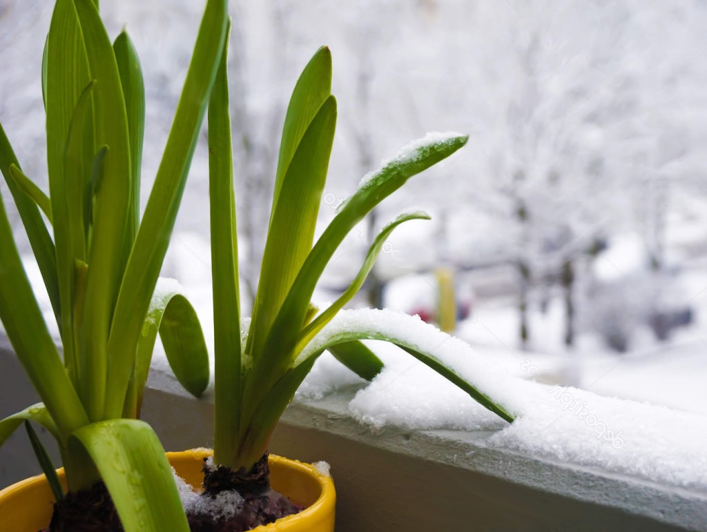 Как помочь комнатным растениям пережить зиму